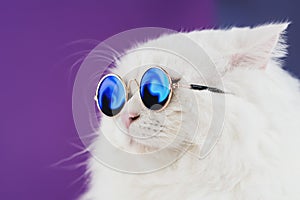 Vicino a ritratto bianco fatti casa gatto moda occhiali da sole.. lussuoso domestico gattino occhiali rappresenta sul 