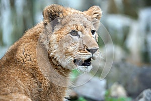 Young lion cub in the wild portrait