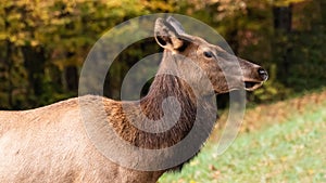 Close Profile Elk Cow on a Beautiful Autumn Morning