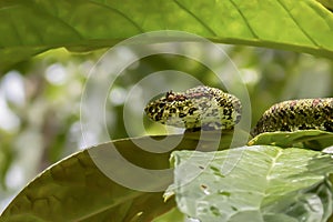 Close Profile Eyelash Viper Poisonous Snake in Jungle Tree