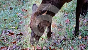 Close Profile of Grazing Elk Cow on a Beautiful Autumn Morning