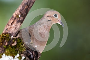 Close Profile of a Mourning Dove While Perched on a Branch