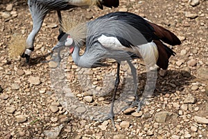 Close protrait of a Grey crowned crane in Kenya