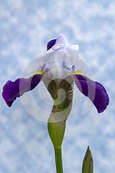  a close of a purple Bearded Iris with blue and  white background
