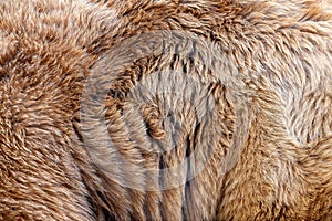 Close real brown bear fur texture