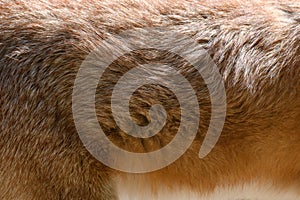 Close real red fox fur texture