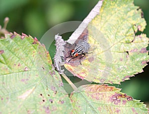 Close of red eyes ugly flesh fly on leaf Sarcophaga carnaria