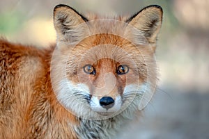 Close red fox portrait