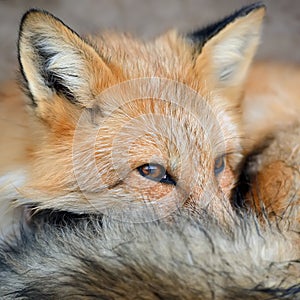 Red fox portrait