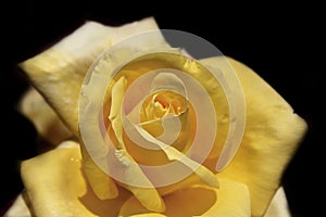 Close yellow rose over black background