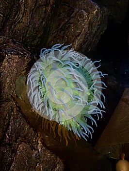 Sea Anemone Actiniaria photo