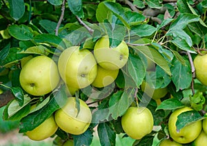 Close of ripe green apples on a tree on a sunny day