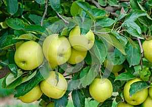 Close of ripe green apples on a tree on a sunny day photo