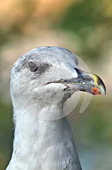 a close seagull face