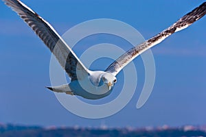 Close Seagull Flying and Looking