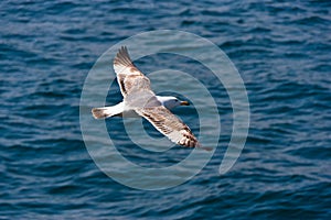 Close Seagull Flying Low