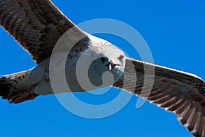 Close Seagull looking and flying