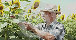 Close senior farmer in hat and glasses examining the sunflowers in field