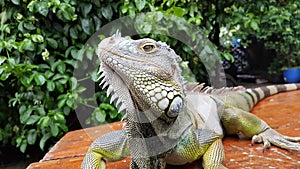 Close shoot green iguana from front view
