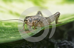 Close shot of the acheta domesticus.