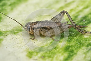 Close shot of the acheta domesticus.