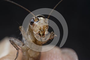 Close shot of the acheta domesticus.