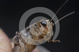 Close shot of the acheta domesticus.