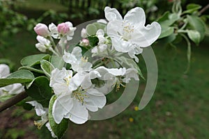 Close shot of apple blossom