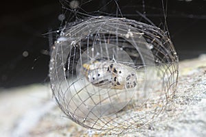 Close shot of the Arctiinae moth caged pupae