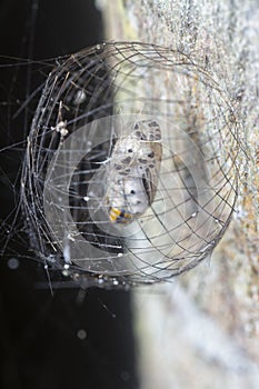 Close shot of the Arctiinae moth caged pupae