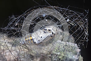 Close shot of the Arctiinae moth caged pupae