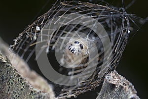 Close shot of the Arctiinae moth caged pupae