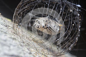 Close shot of the Arctiinae moth caged pupae