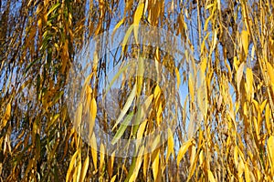 Close shot of autumnal foliage of weeping willow in November