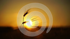 Close shot of awned wheat ears at sunset, blur orange sky background