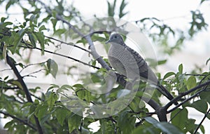 Close shot of the beautiful gray dove bird resting on branch