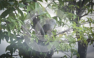 Close shot of the beautiful gray dove bird resting on branch