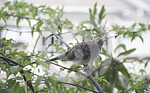 Close shot of the beautiful gray dove bird resting on branch