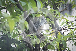 Close shot of the beautiful gray dove bird resting on branch