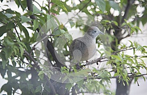 Close shot of the beautiful gray dove bird resting on branch