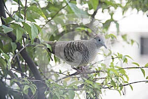 Close shot of the beautiful gray dove bird resting on branch