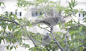 Close shot of the beautiful gray dove bird resting on branch