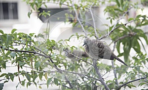 Close shot of the beautiful gray dove bird resting on branch