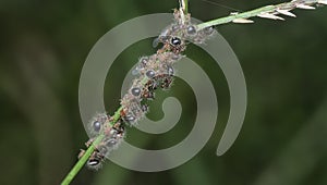 close shot of bicolored shield ants.