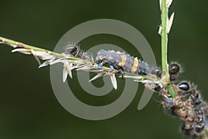 close shot of bicolored shield ants.
