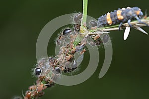 close shot of bicolored shield ants.