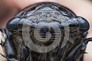 Close shot of black Cicadoidea critter.