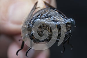 Close shot of black Cicadoidea critter.