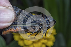 Close shot of black Cicadoidea critter.