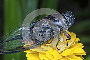 Close shot of black Cicadoidea critter.